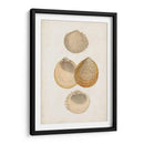 Estudio De Cáscara Anticuario Ii - Vision Studio | Cuadro decorativo de Canvas Lab