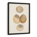Estudio De Cáscara Anticuario Ii - Vision Studio | Cuadro decorativo de Canvas Lab