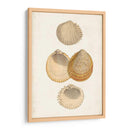Estudio De Cáscara Anticuario Ii - Vision Studio | Cuadro decorativo de Canvas Lab