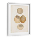 Estudio De Cáscara Anticuario Ii - Vision Studio | Cuadro decorativo de Canvas Lab