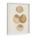 Estudio De Cáscara Anticuario Ii - Vision Studio | Cuadro decorativo de Canvas Lab