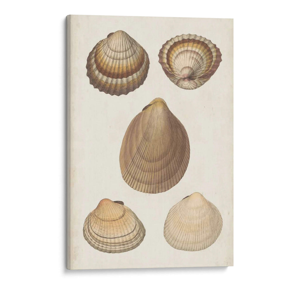 Estudio De Shell Antiquarian Iii - Vision Studio | Cuadro decorativo de Canvas Lab