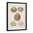 Estudio De Shell Antiquarian Iii - Vision Studio | Cuadro decorativo de Canvas Lab