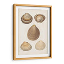 Estudio De Shell Antiquarian Iii - Vision Studio | Cuadro decorativo de Canvas Lab