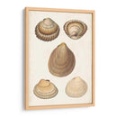 Estudio De Shell Antiquarian Iii - Vision Studio | Cuadro decorativo de Canvas Lab