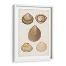 Estudio De Shell Antiquarian Iii - Vision Studio | Cuadro decorativo de Canvas Lab