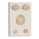 Estudio De Concha Anticuario V - Vision Studio | Cuadro decorativo de Canvas Lab