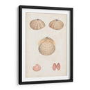 Estudio De Concha Anticuario V - Vision Studio | Cuadro decorativo de Canvas Lab