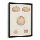 Estudio De Concha Anticuario V - Vision Studio | Cuadro decorativo de Canvas Lab