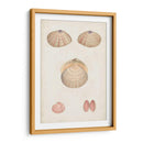 Estudio De Concha Anticuario V - Vision Studio | Cuadro decorativo de Canvas Lab