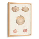 Estudio De Concha Anticuario V - Vision Studio | Cuadro decorativo de Canvas Lab