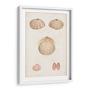 Estudio De Concha Anticuario V - Vision Studio | Cuadro decorativo de Canvas Lab