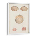 Estudio De Concha Anticuario V - Vision Studio | Cuadro decorativo de Canvas Lab