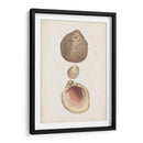 Estudio De Cáscara Anticuario Vi - Vision Studio | Cuadro decorativo de Canvas Lab