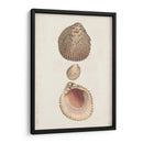 Estudio De Cáscara Anticuario Vi - Vision Studio | Cuadro decorativo de Canvas Lab