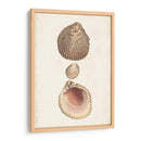 Estudio De Cáscara Anticuario Vi - Vision Studio | Cuadro decorativo de Canvas Lab