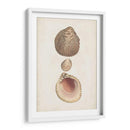 Estudio De Cáscara Anticuario Vi - Vision Studio | Cuadro decorativo de Canvas Lab