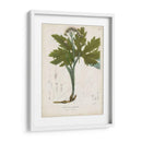 Flora Floreciente Iii - John Torrey | Cuadro decorativo de Canvas Lab