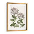 Crisantemos De Primavera Temprana Ii - Naomi McCavitt | Cuadro decorativo de Canvas Lab