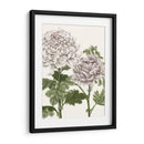 Crisantemos De Primavera Temprana Iii - Naomi McCavitt | Cuadro decorativo de Canvas Lab