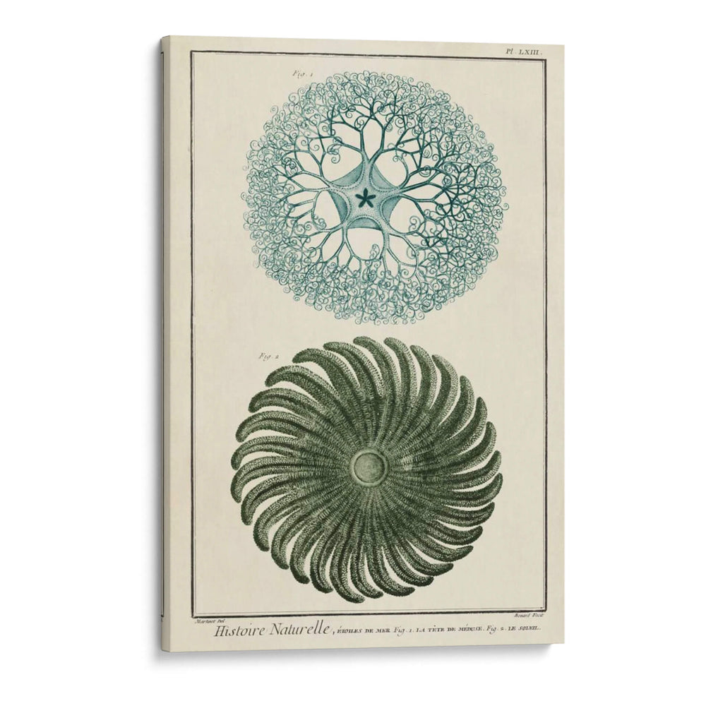 Ocean Oddity I - Vision Studio | Cuadro decorativo de Canvas Lab