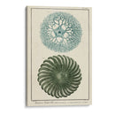 Ocean Oddity I - Vision Studio | Cuadro decorativo de Canvas Lab