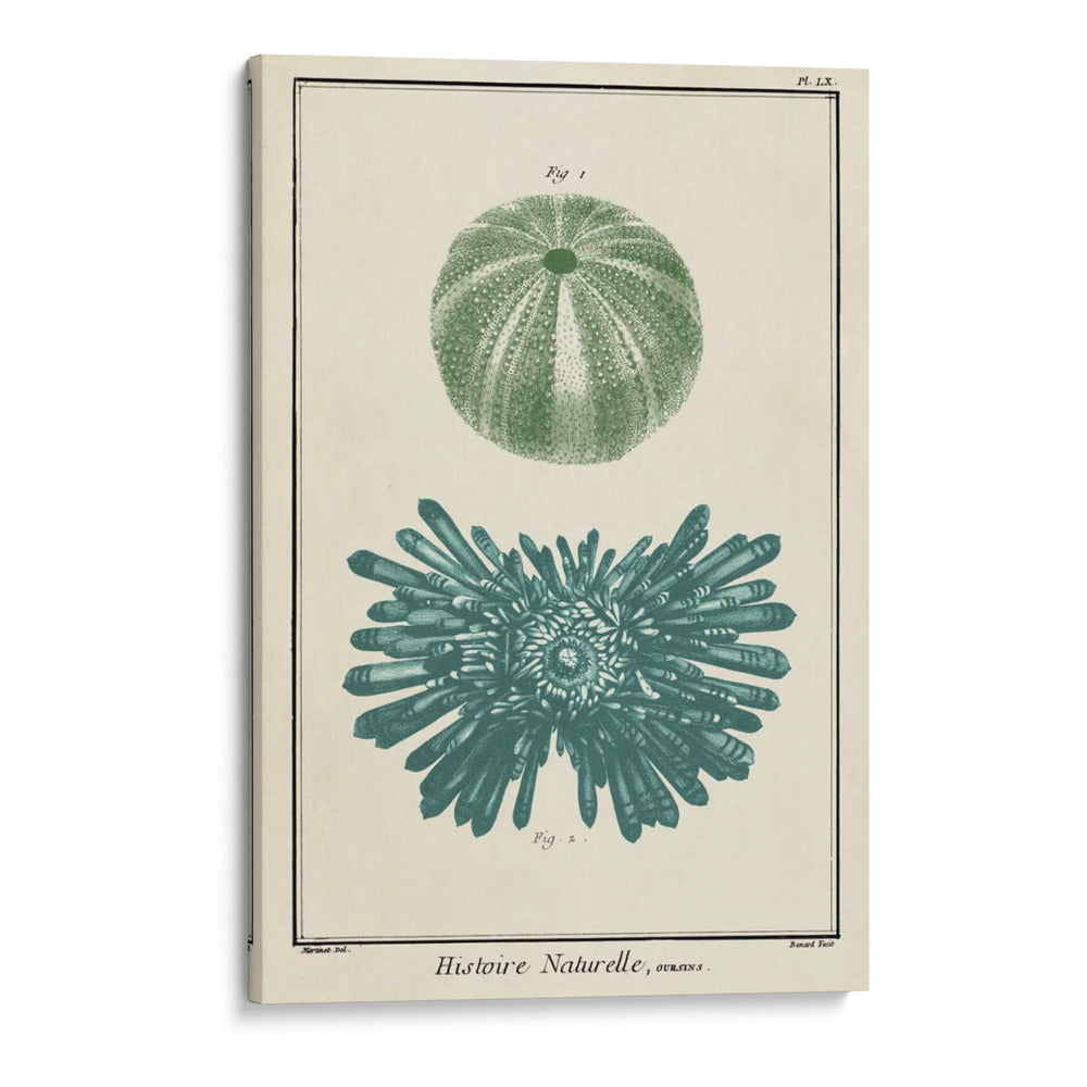Ocean Oddity Iii - Vision Studio | Cuadro decorativo de Canvas Lab