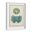 Ocean Oddity Iii - Vision Studio | Cuadro decorativo de Canvas Lab
