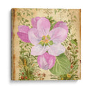 Vintage Apple Blossom Ii - Leslie Mark | Cuadro decorativo de Canvas Lab