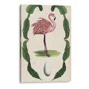 Menagerie Anticuario - Flamingo I - Naomi McCavitt | Cuadro decorativo de Canvas Lab