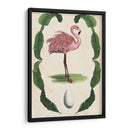 Menagerie Anticuario - Flamingo I - Naomi McCavitt | Cuadro decorativo de Canvas Lab