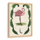 Menagerie Anticuario - Flamingo I - Naomi McCavitt | Cuadro decorativo de Canvas Lab