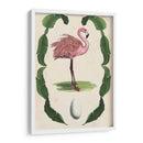 Menagerie Anticuario - Flamingo I - Naomi McCavitt | Cuadro decorativo de Canvas Lab