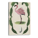 Menagerie Anticuario - Flamingo Ii - Naomi McCavitt | Cuadro decorativo de Canvas Lab