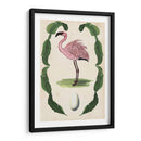 Menagerie Anticuario - Flamingo Ii - Naomi McCavitt | Cuadro decorativo de Canvas Lab