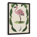 Menagerie Anticuario - Flamingo Ii - Naomi McCavitt | Cuadro decorativo de Canvas Lab