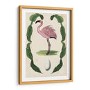 Menagerie Anticuario - Flamingo Ii - Naomi McCavitt | Cuadro decorativo de Canvas Lab