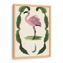 Menagerie Anticuario - Flamingo Ii - Naomi McCavitt | Cuadro decorativo de Canvas Lab