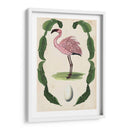 Menagerie Anticuario - Flamingo Ii - Naomi McCavitt | Cuadro decorativo de Canvas Lab