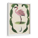 Menagerie Anticuario - Flamingo Ii - Naomi McCavitt | Cuadro decorativo de Canvas Lab