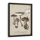 Les Champiñones I - Naomi McCavitt | Cuadro decorativo de Canvas Lab