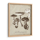 Les Champiñones I - Naomi McCavitt | Cuadro decorativo de Canvas Lab