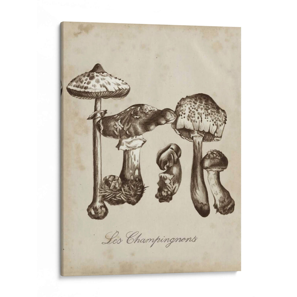 Les Champiñones Ii - Naomi McCavitt | Cuadro decorativo de Canvas Lab