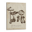 Les Champiñones Ii - Naomi McCavitt | Cuadro decorativo de Canvas Lab