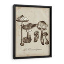 Les Champiñones Ii - Naomi McCavitt | Cuadro decorativo de Canvas Lab