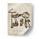 Les Champiñones Ii - Naomi McCavitt | Cuadro decorativo de Canvas Lab