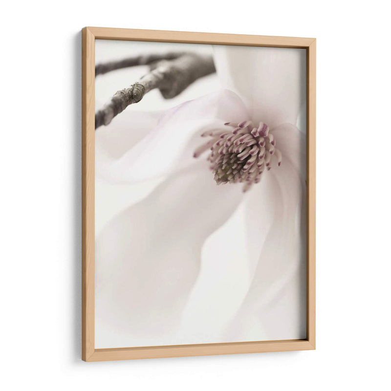 Magnolia Rubor I - Christine Zalewski | Cuadro decorativo de Canvas Lab