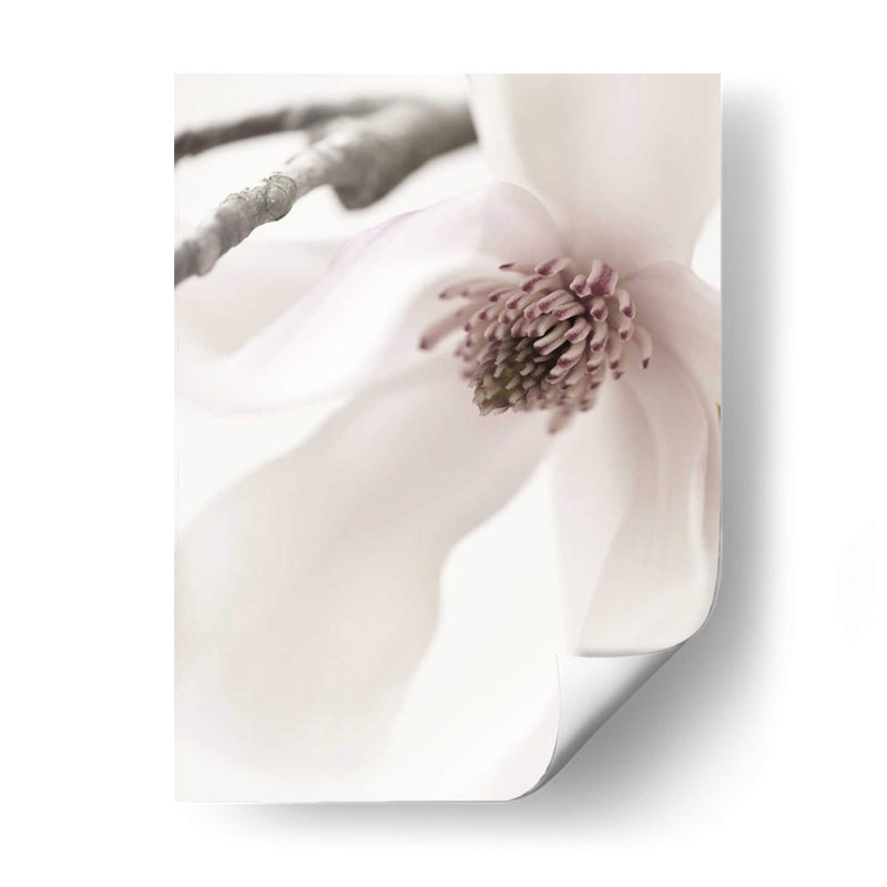 Magnolia Rubor I - Christine Zalewski | Cuadro decorativo de Canvas Lab