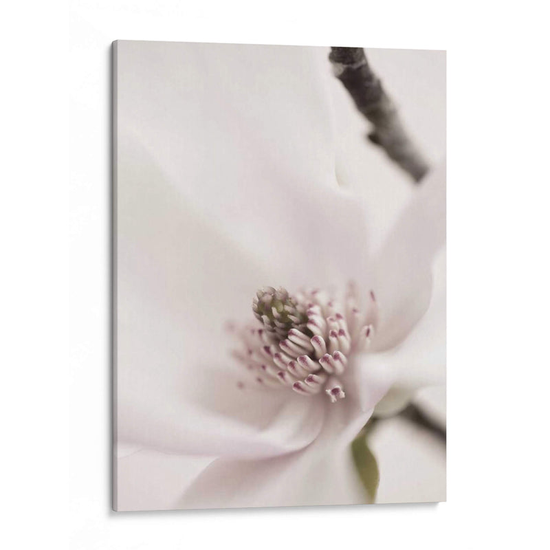 Magnolia Blush Ii - Christine Zalewski | Cuadro decorativo de Canvas Lab