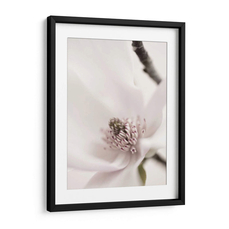 Magnolia Blush Ii - Christine Zalewski | Cuadro decorativo de Canvas Lab